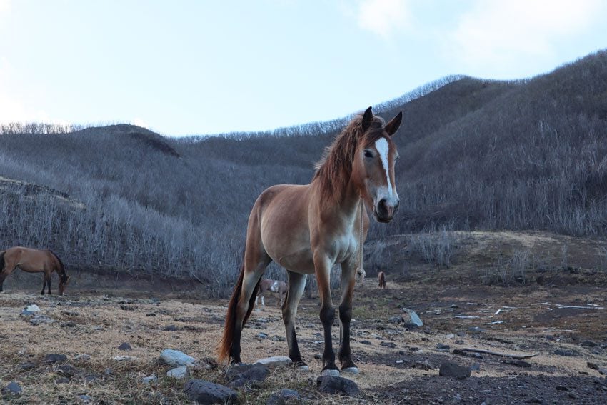 wild horse - Ua Pou - Marquesas Islands - French Polynesia