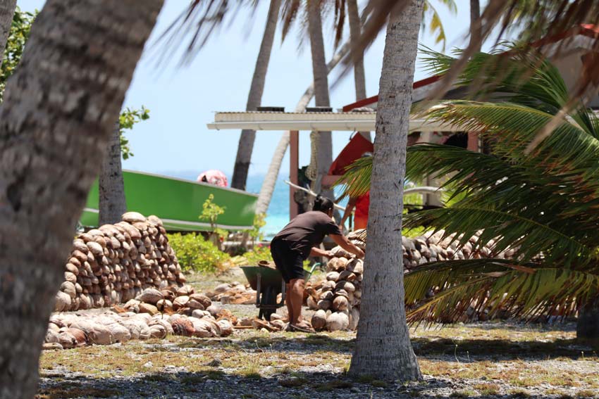 woman piling coconut husks - tikehau - french polynesia