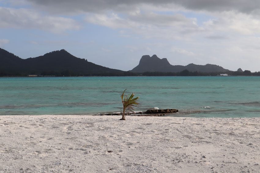 young coconut palm on motu one - tubuai - austral islands - french polynesia