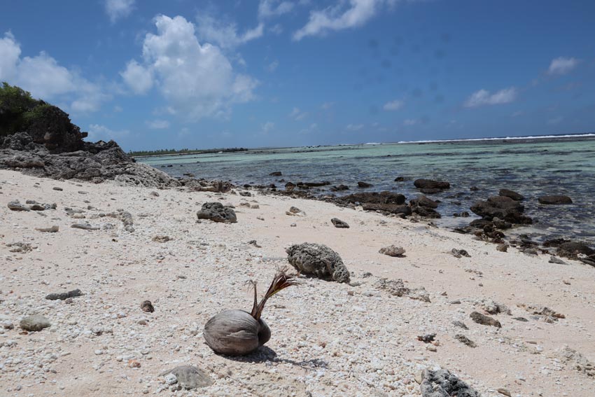 young palm tree sprouting on beach - tikehau - french polynesia