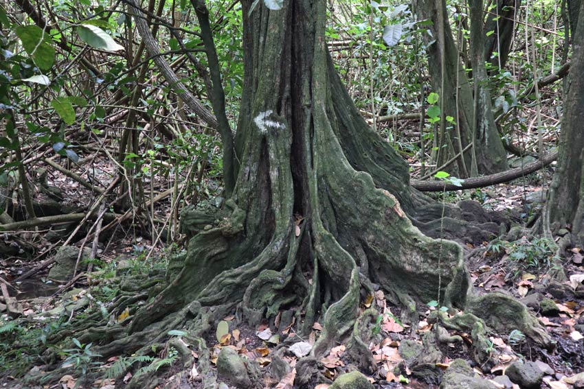 Mape tree 2 Vaipo Waterfall Hike - Hakaui Valley - nuku hiva - marquesas islands - french polynesia