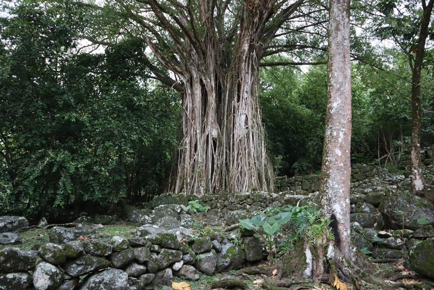 banyan tree in Kamuihei archeological site - nuku hiva - marquesas islands - french polynesia