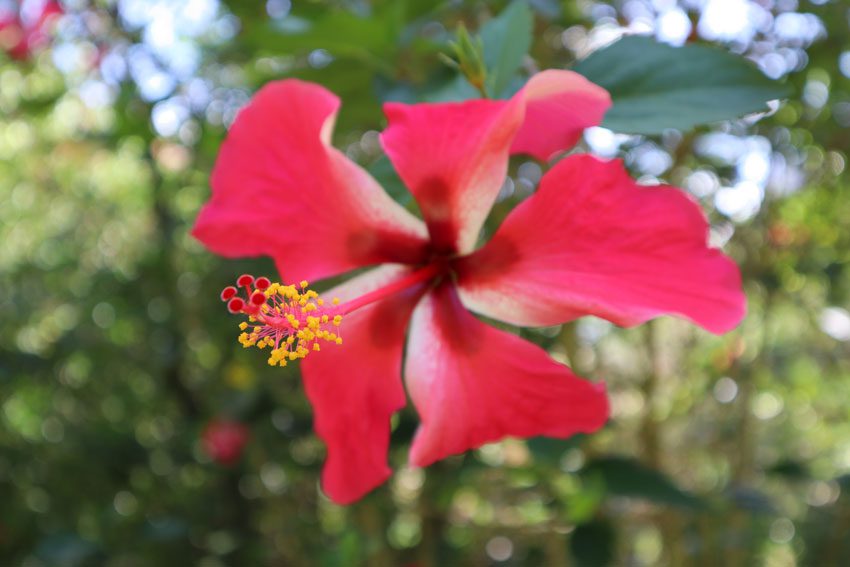 hibiscus in - Hakaui Valley - nuku hiva - marquesas islands - french polynesia