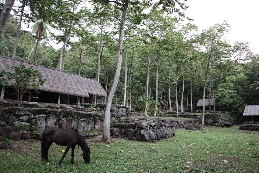 horse in Kamuihei archeological site - nuku hiva - marquesas islands - french polynesia