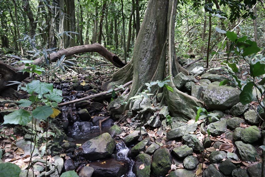 Mape Tree Vaipo Waterfall Hike - Hakaui Valley - Nuku Hiva - Marquesas 