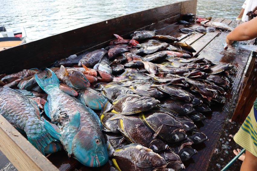 saturday fish market 2 - nuku hiva - marquesas islands - french polynesia