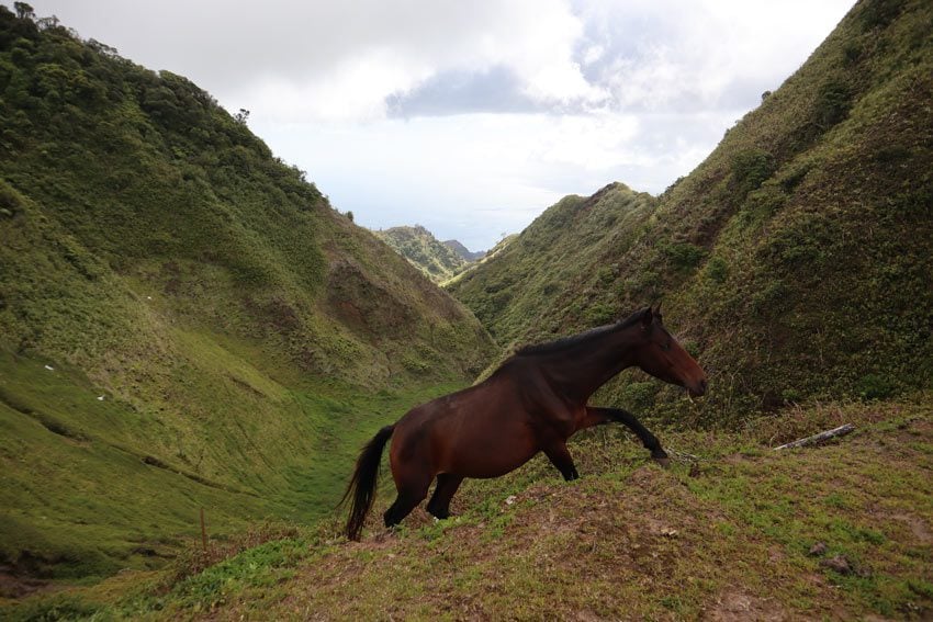 wild horse - nuku hiva - marquesas islands - french polynesia