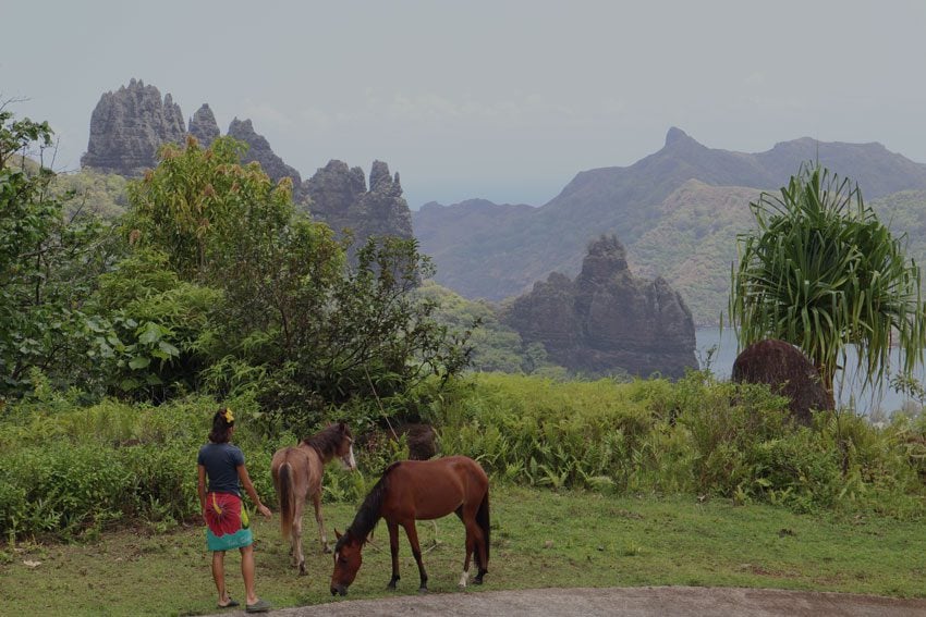 wild horses at Hatiheu lookout - nuku hiva - marquesas islands - french polynesia