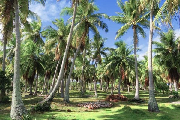 Coconut grove in Fakarava French Polynesia
