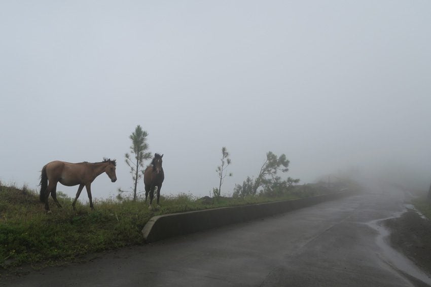 Horse in clouds Nuku Hiva Marquesas Islands French Polynesia