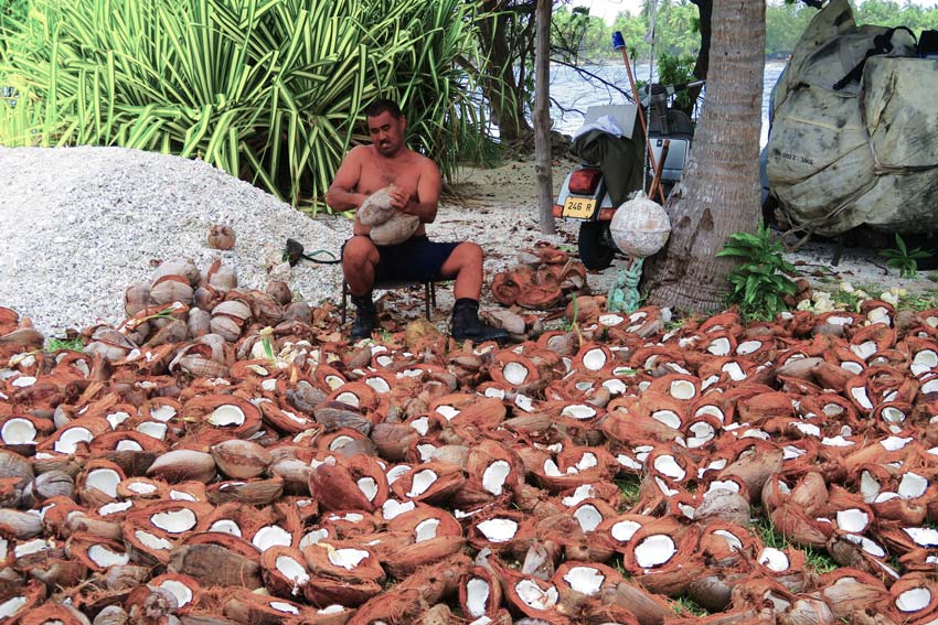 Making copra Rangiroa French Polynesia