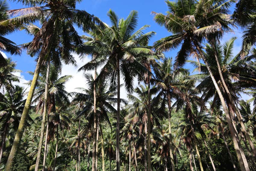 Palm trees in Rurutu - Austral Islands - French Polynesia