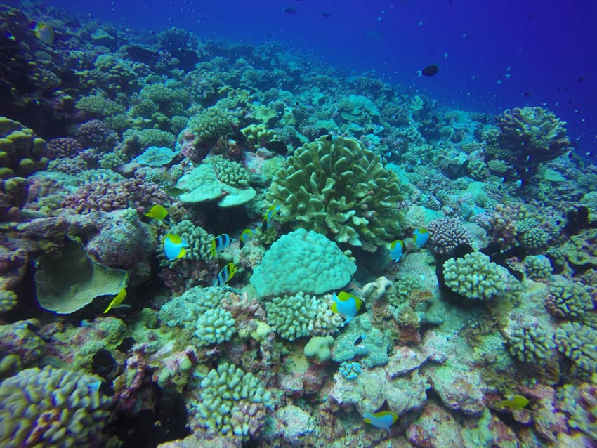 Scuba diving in Fakarava French Polynesia - coral and fish