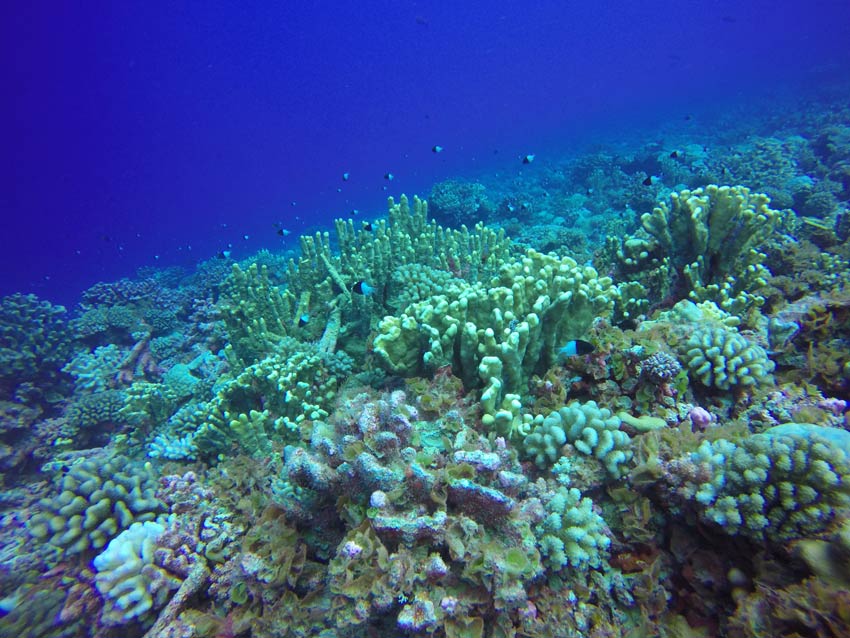 Scuba diving in Fakarava French Polynesia - coral garden