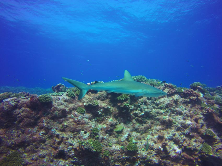 Scuba diving in Fakarava French Polynesia - reef shark