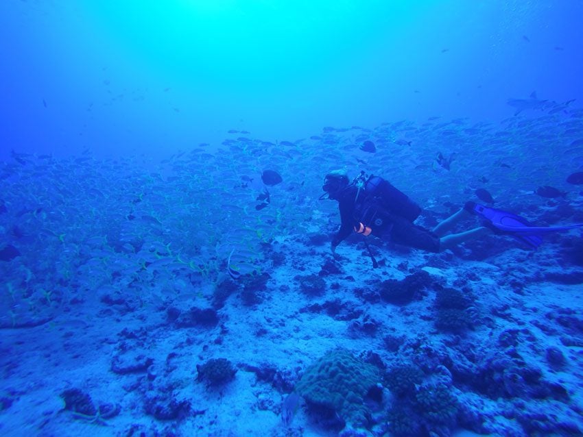 Scuba diving in Fakarava French Polynesia - school of fish