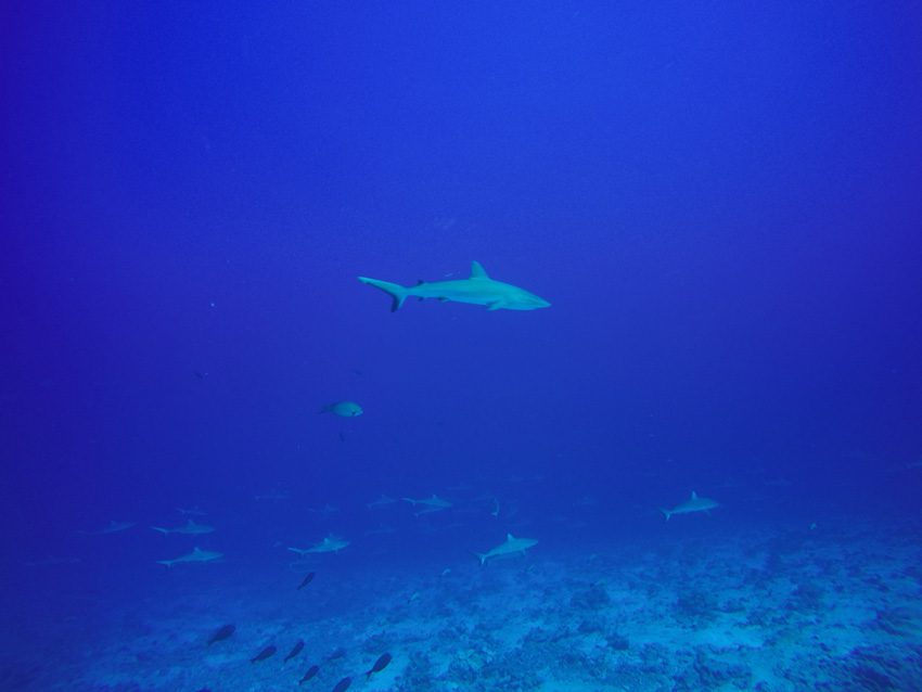 Scuba diving in Fakarava French Polynesia - shark walls