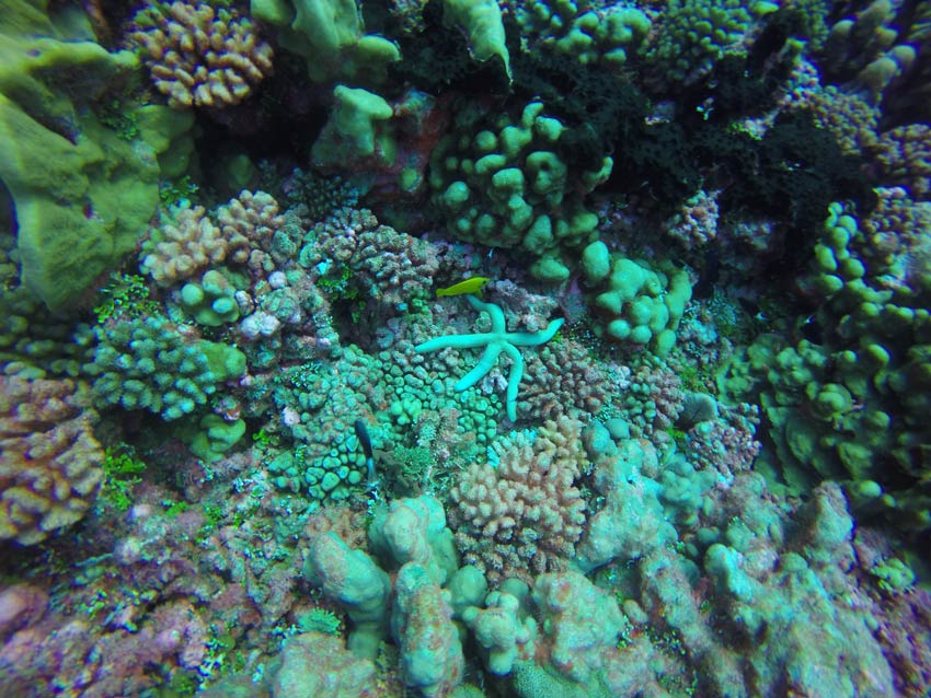 Scuba diving in Fakarava French Polynesia - star fish