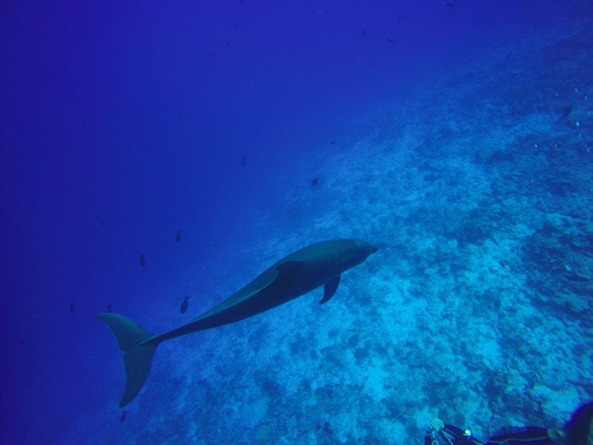 Scuba diving in Rangiroa French Polynesia - dolphin