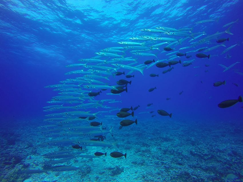 Scuba diving in Rangiroa French Polynesia - school of fish