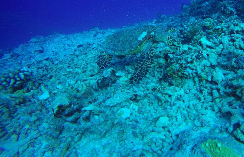 Scuba diving in Rangiroa French Polynesia - sea turtle
