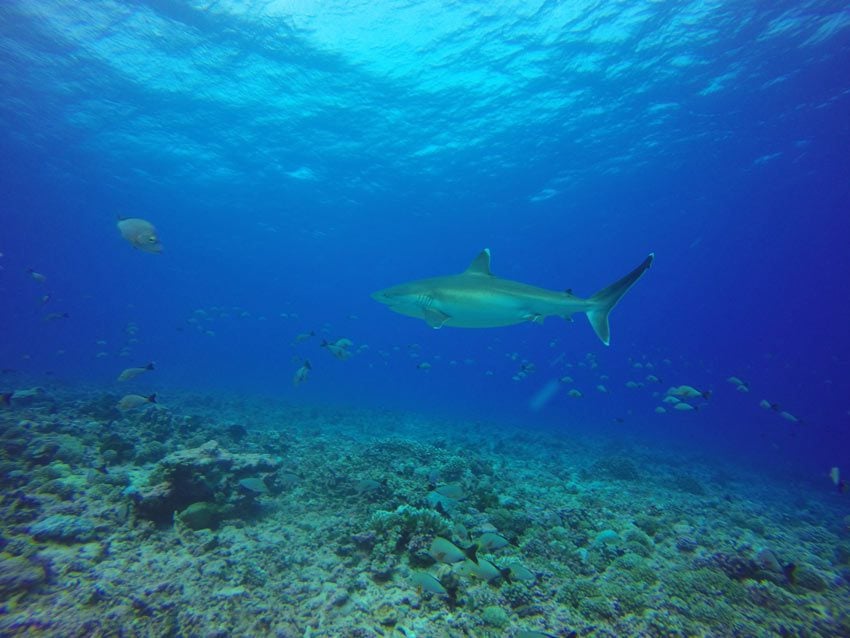 Scuba diving in Rangiroa French Polynesia - silvertip shark