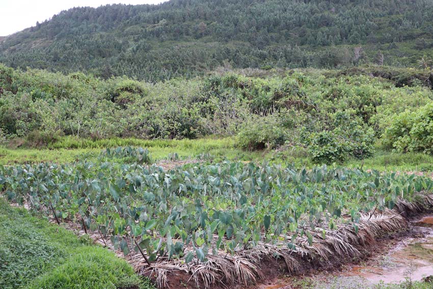 Taro field Tubuai - Austral Islands - French Polynesia