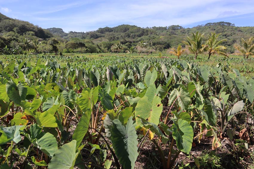 Taro field in Rurutu - Austral Islands - French Polynesia