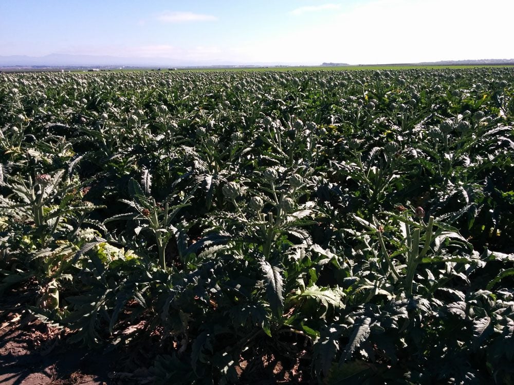 artichoke field salinas california pacific coast highway