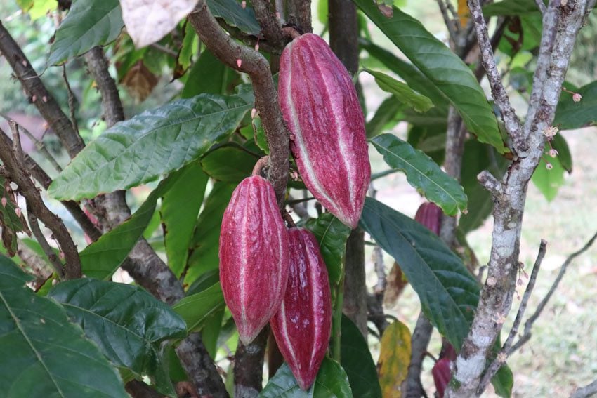 cocoa growing in ua pou marquesas islands french Polynesia