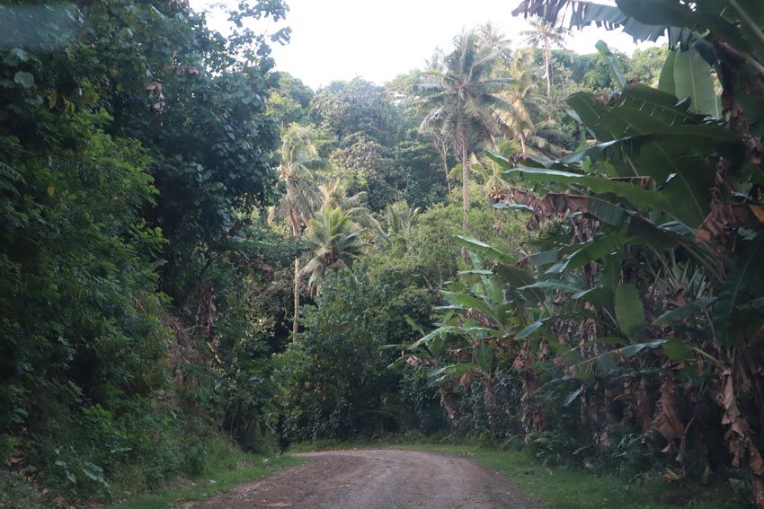 dirt road in Rurutu - Austral Islands - French Polynesia