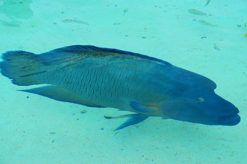 large parrotfish in Fakarava French Polynesia