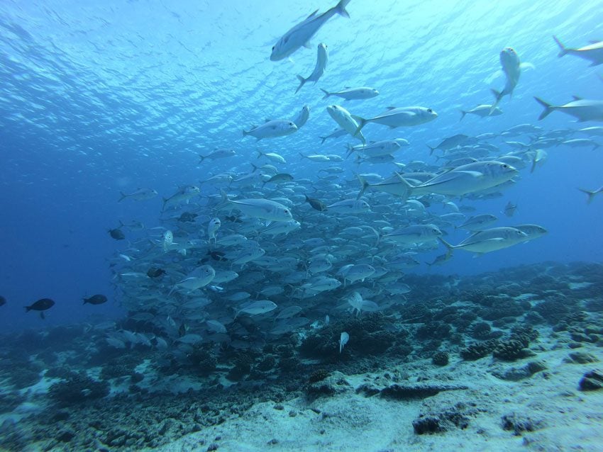 large school of fish scuba diving in Tikehau French Polynesia