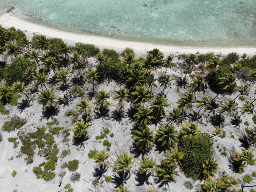 palm trees and pink sand beach - tikehau french polynesia