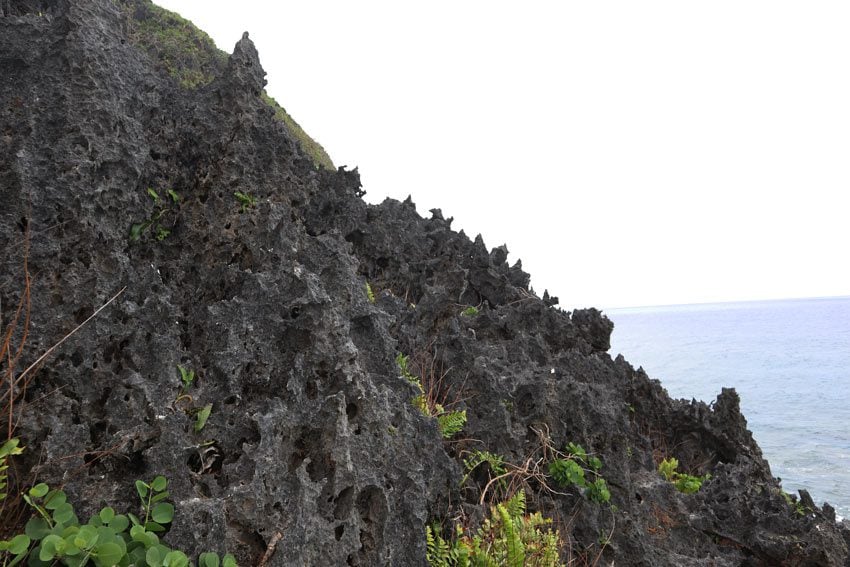 razor sharp coral in Rurutu - Austral Islands - French Polynesia