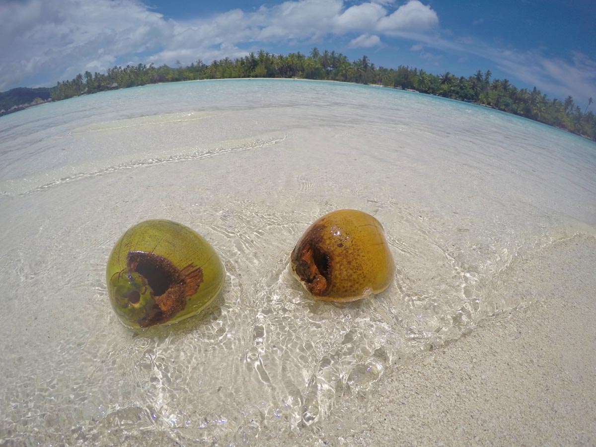 Coconut-on-a-motu-beach-tahaa