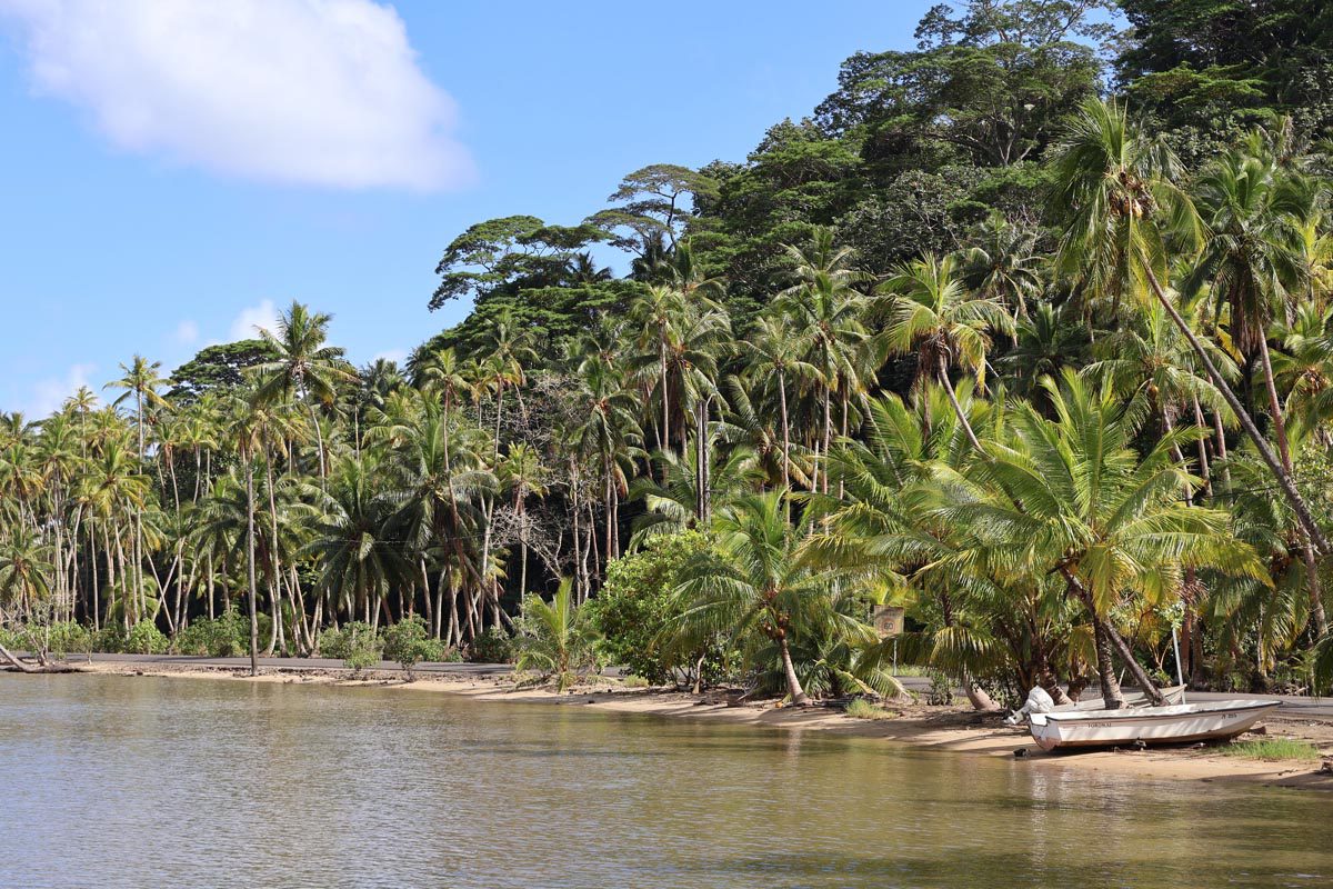 Coconut palms on coastal road - Tahaa