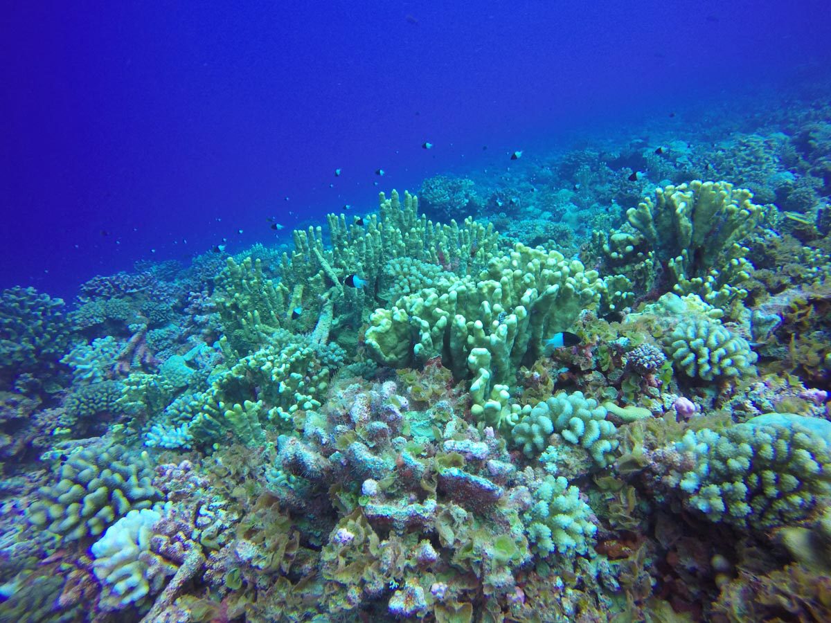 Diving in Fakarava North - Ohotu Cliff - coral garden