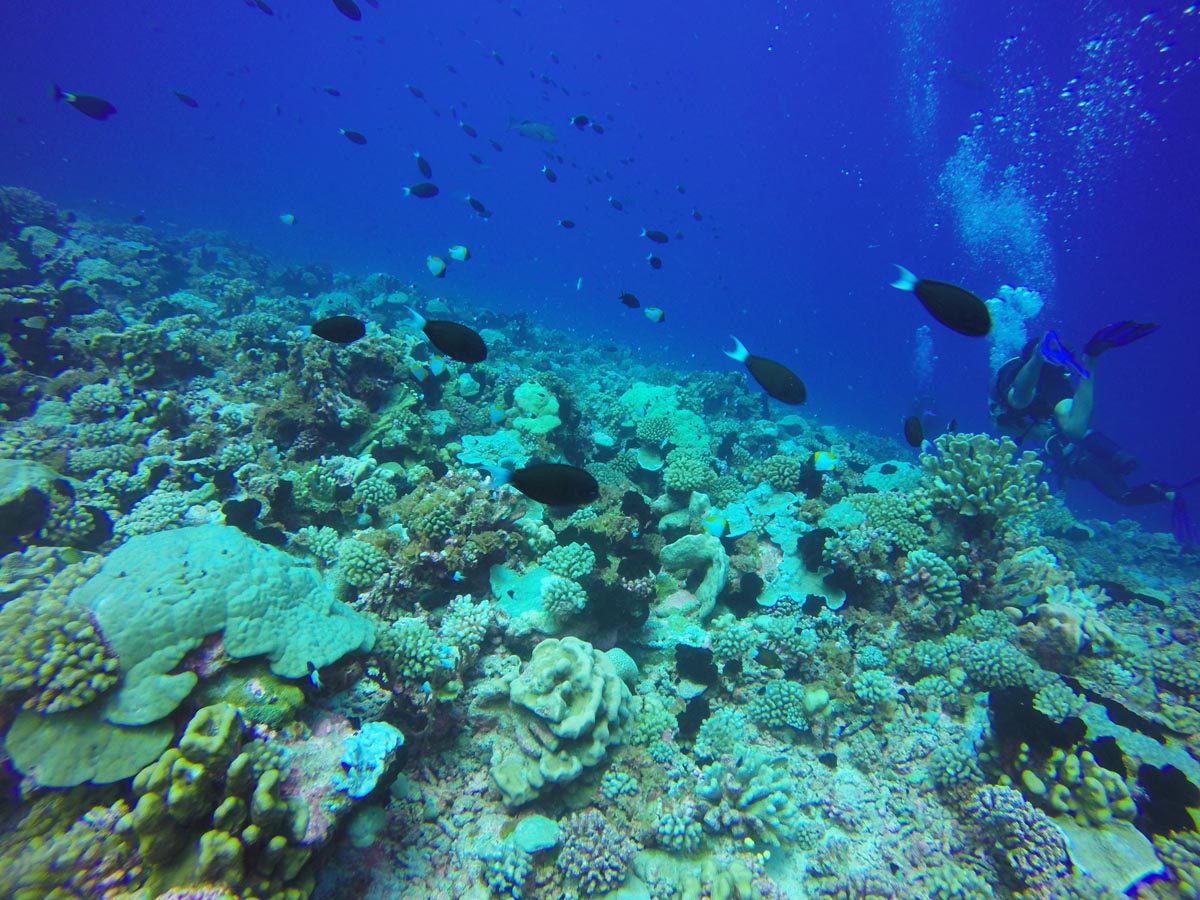 Diving in Fakarava North - Ohotu Cliff - divers in coral garden