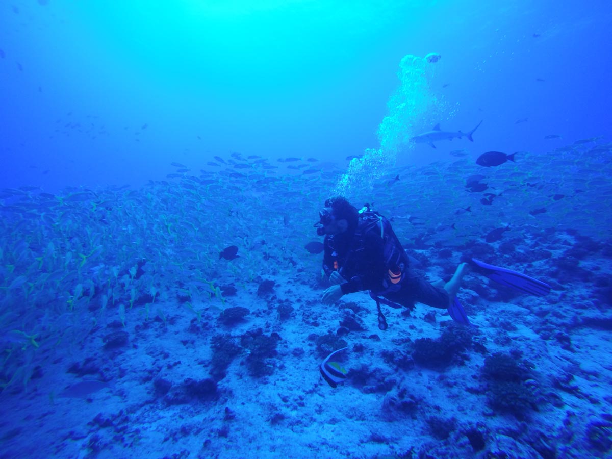 Diving in Fakarava North - Ohotu Cliff - school of fish