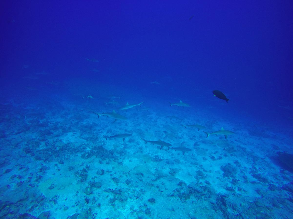 Diving in Fakarava North - Ohotu Cliff - shark wall