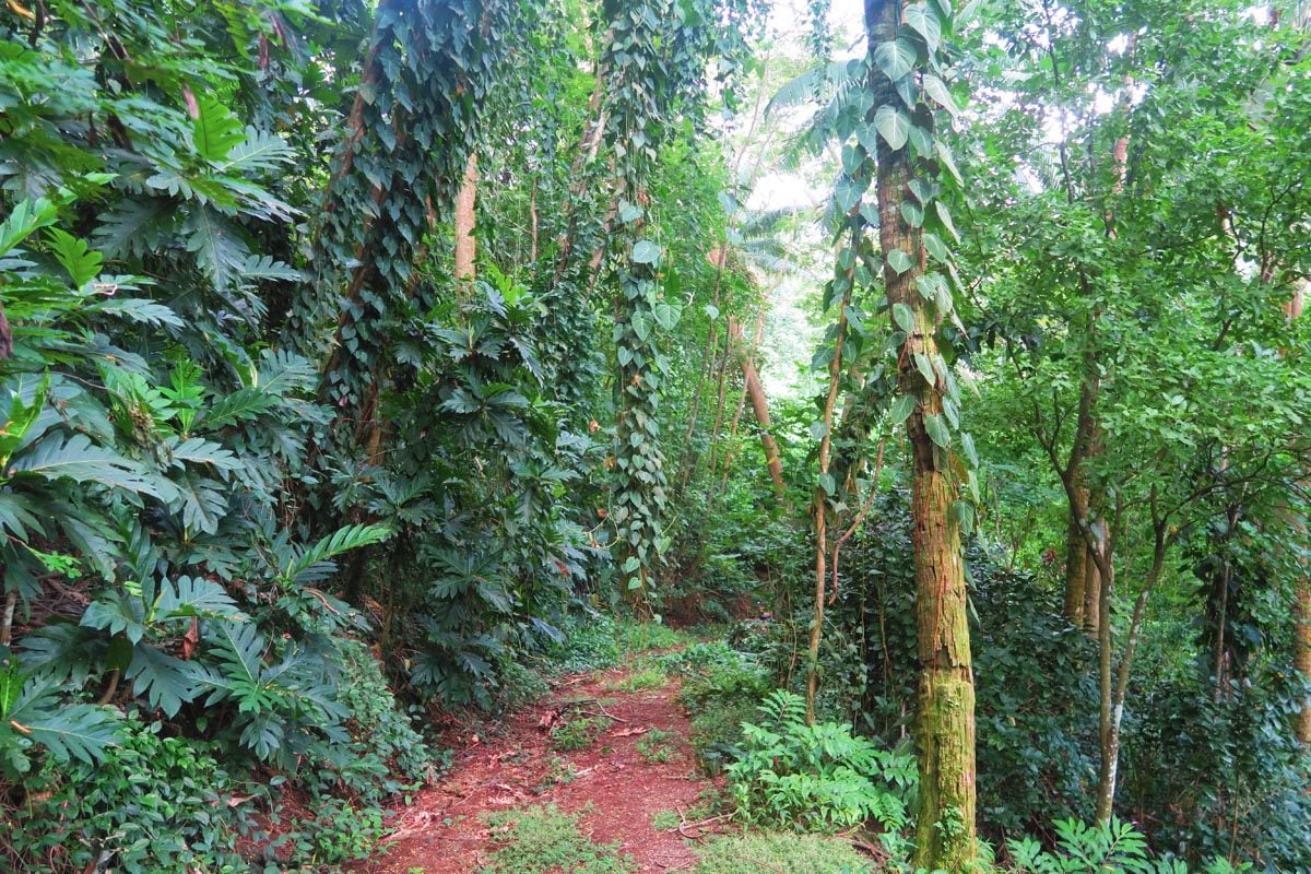 Hana Iti Beach - Huahine - trail in rainforest
