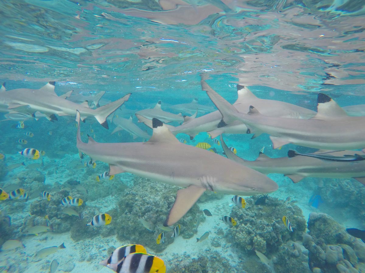Huahine-Lagoon-Tour-swimming-with-sharks