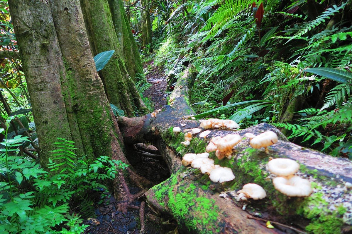 Mount Aorai Hike - Tahiti - French Polynesia - fungus on tree