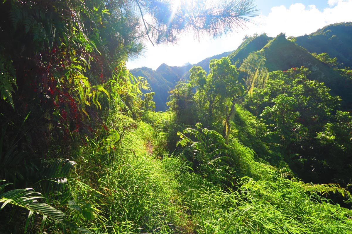 Mount Aorai Hike - Tahiti - French Polynesia - sunny morning