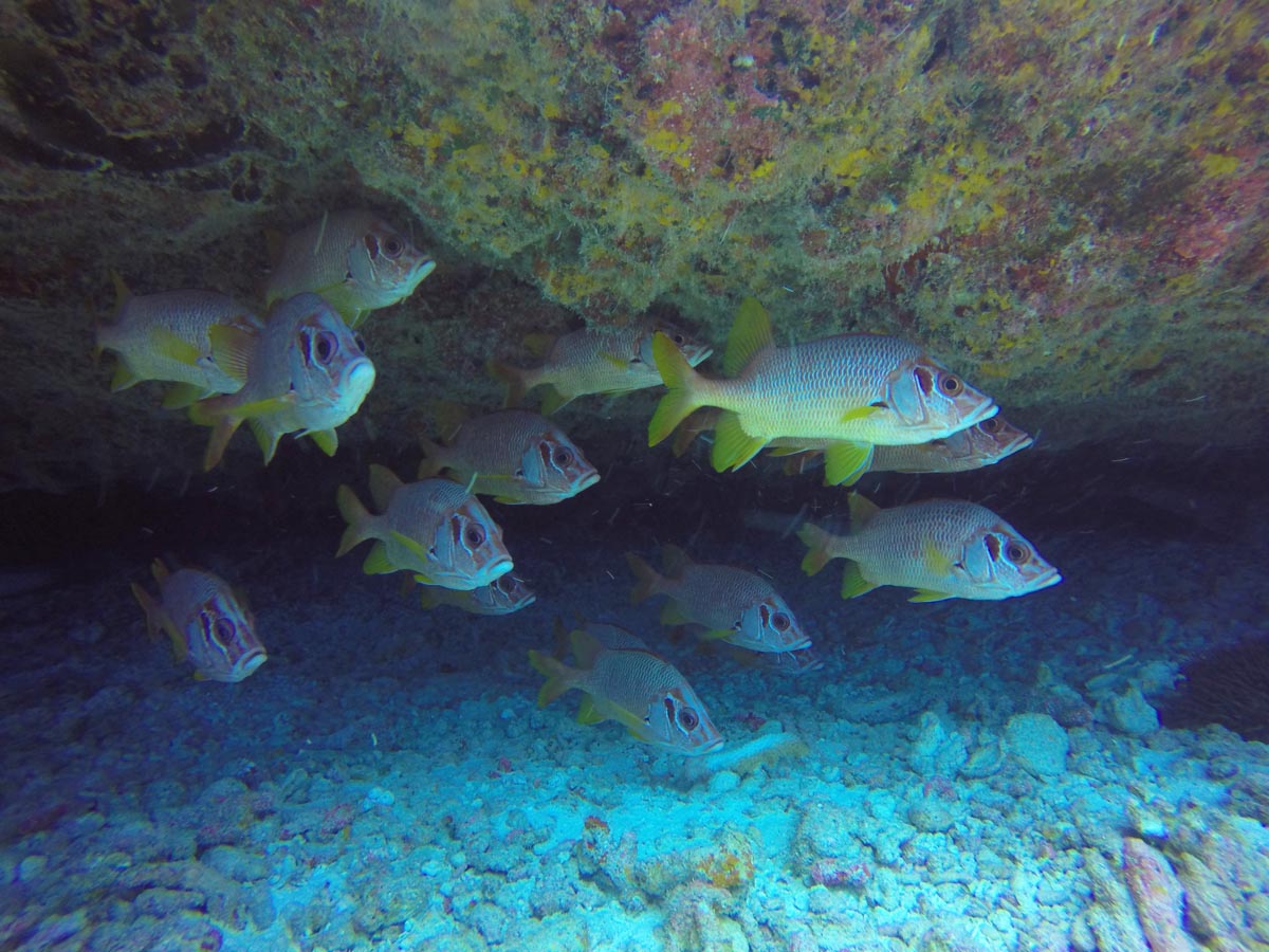 Nurse-Shark-Cave-diving-in-Fakarava-north-fish