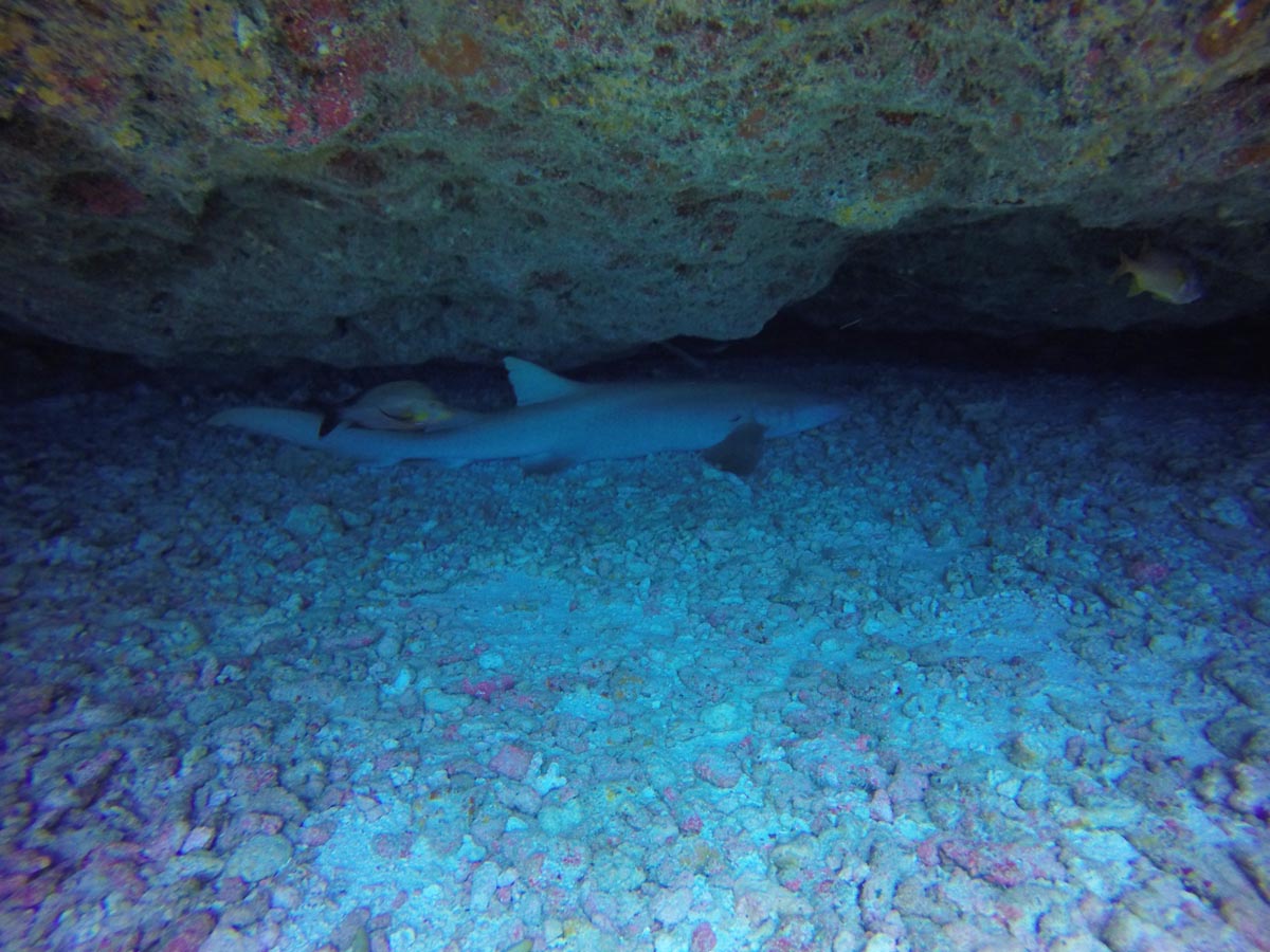 Nurse-Shark-Cave-diving-in-Fakarava-north-nurse-shark-sleeping