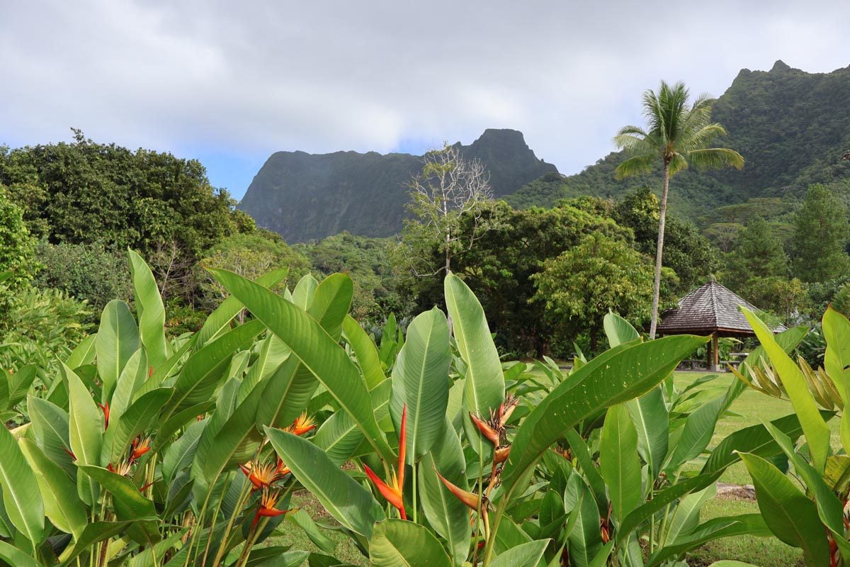 Raiatea Botanical Garden - bird of paradise