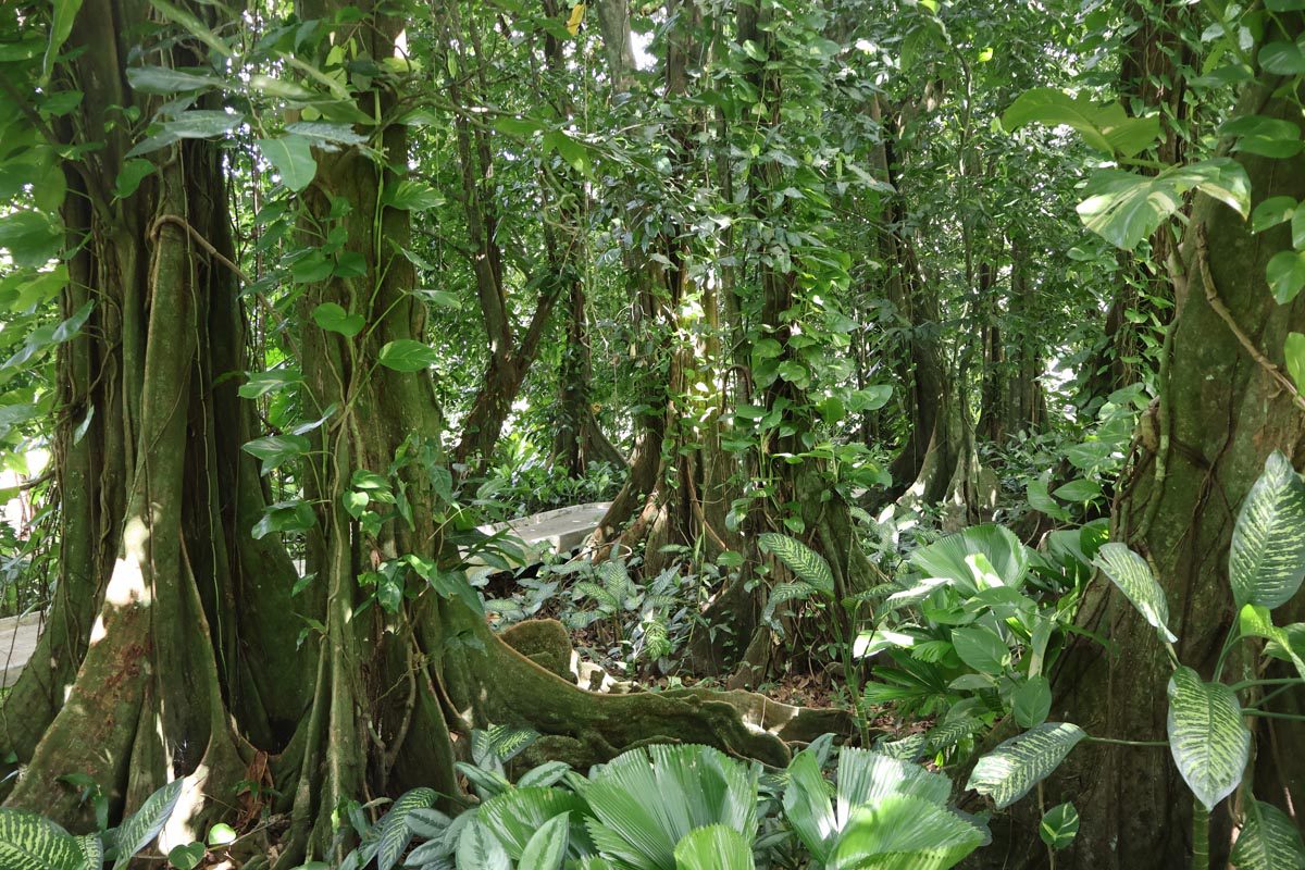 Raiatea Botanical Garden - mape forest