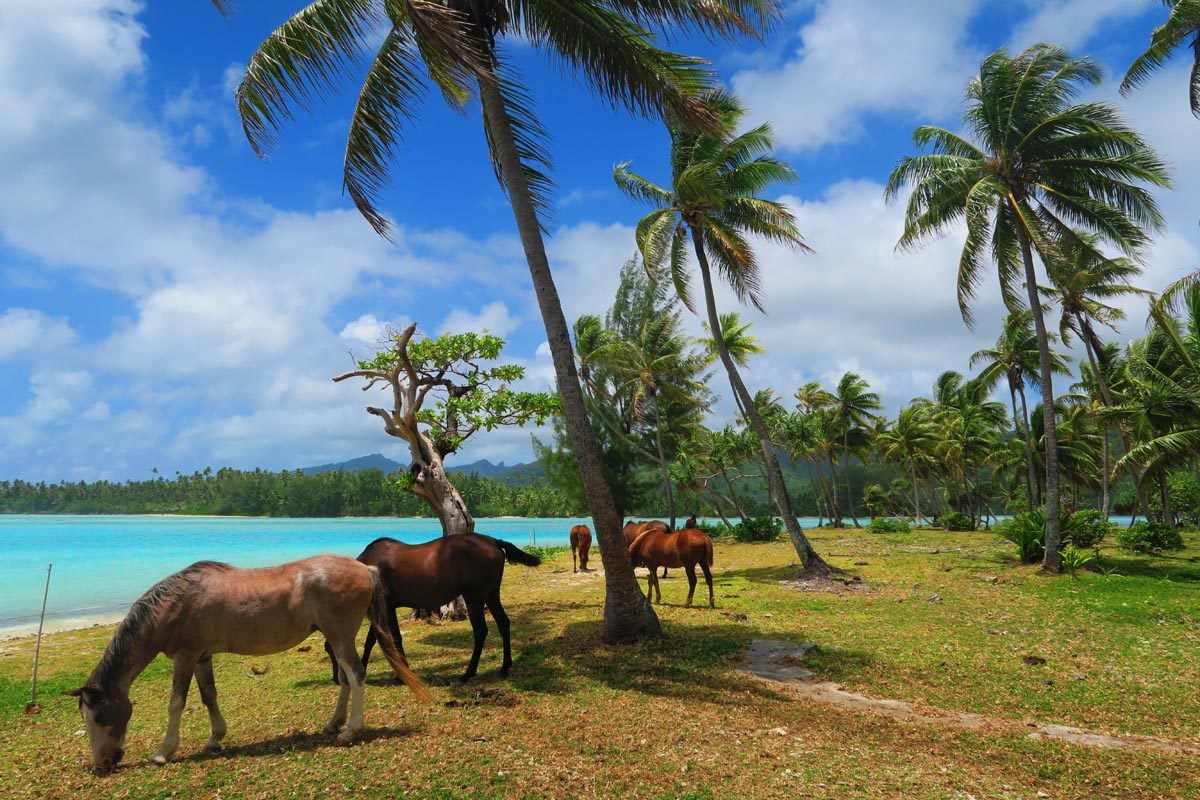 The Old Sofitel Beach - Huaine - horses